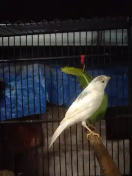 Kenari rajin warna cantik