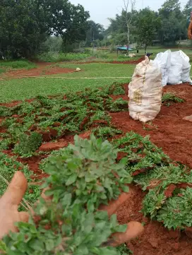 Tukang rumput Cibadak/tukang taman Cibadak