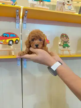 Super red toy poodle puppy jantan, stb, vaksin, ready