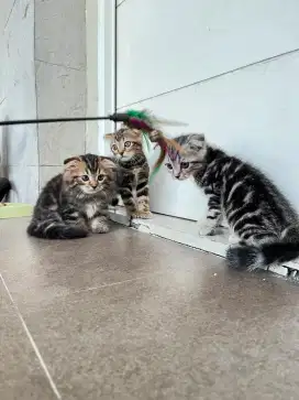 Kitten scottish fold 3 bulan janta