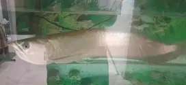 Ikan arwana silver