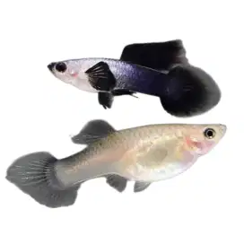 Guppy Mini Panda (1 Pair)