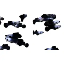 Guppy Mini Panda Jantan