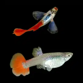 Guppy PRTDE (1 Pair)