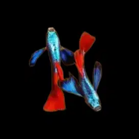 Guppy PRTDE Jantan