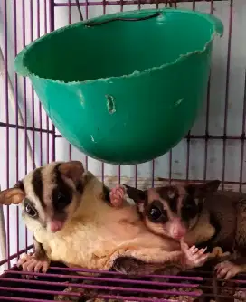 SG / SUGAR GLIDER CG , indukan