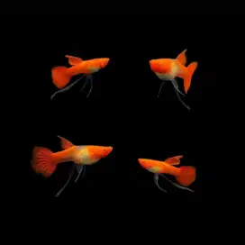 Guppy Albino Koi Ribbon (1 Pair)