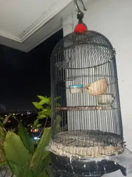 KANDANG BURUNG LB, KENARI DLL