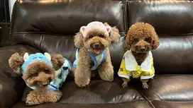 Toy poodle lucu dan gemesh