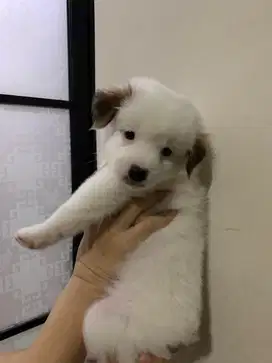 Anakan anjing labrador mix kokoni