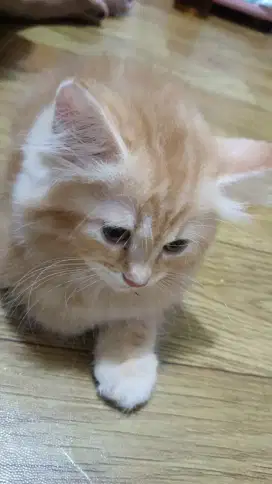 Kitten 2 bulan Persia
