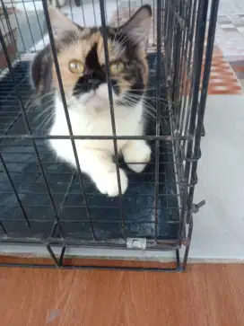 Kucing Persia Betina