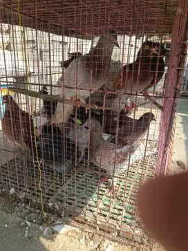 JUAL BURUNG DARA 20 EKOR, NEGO