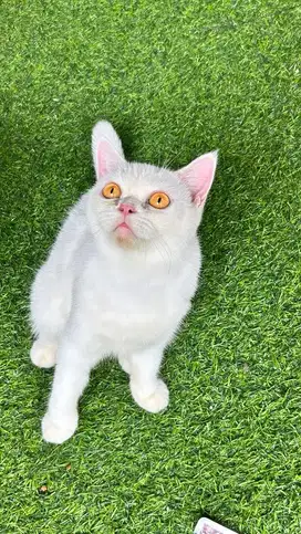 Kucing bsh british shorthair british short hair