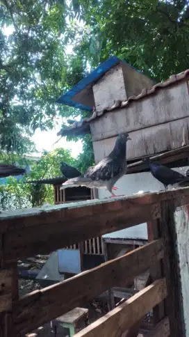 Jual merpati tinggian