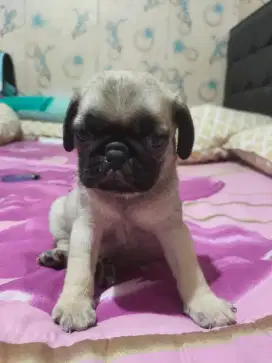 Anakan pug jtn btn stb vaksin