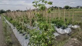 Sawah murah cocok untuk investasi di Boyolali