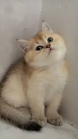 Kucing british shorthair golden jantan