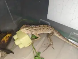 Geko Gecko Kadal Jinak Langka Ekor Panjang