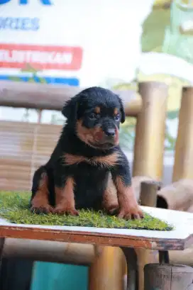 Rottweiler jantan betina stb
