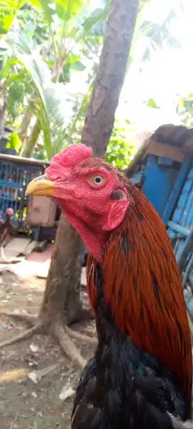 Jual ayam Bangkok ekor lidi
