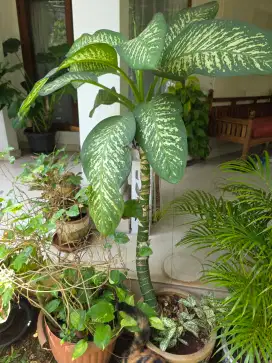 Large Beautiful Plants