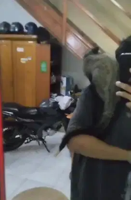 musang ekor putih