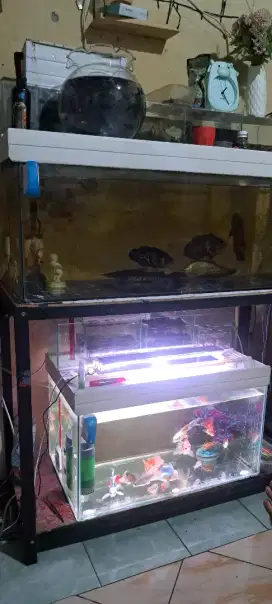 IKAN ARWANA DAN KOKI