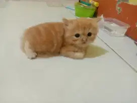Adopsi kitten peaknose