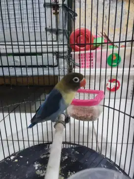 Lovebird parblue jantan siapan