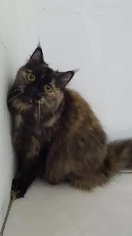 open adopt kucing persia mix mainecoon