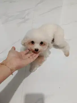 Teacup poodle white