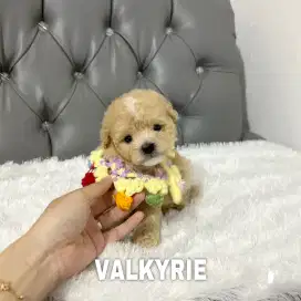 Tiny poodle apricot betina