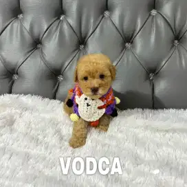 Tiny poodle jantan