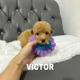 Tiny poodle toy poodle anjing poodle