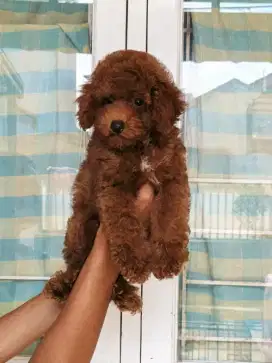 Poodle jantan gemoy