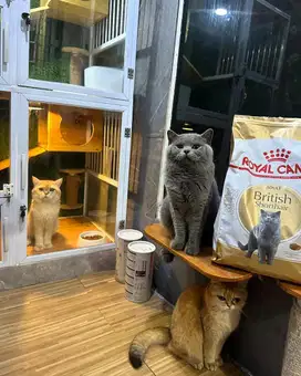 British shorthair blue male