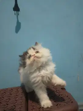 Kitten peaknose jantan umur 2,5 bulan