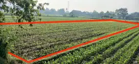 Di jual Tanah/sawah siap pakai