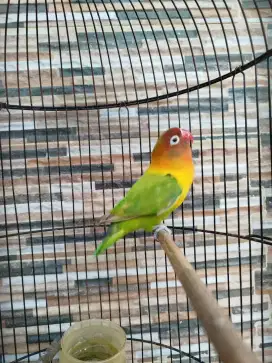 Burung Lovebird Pasjo