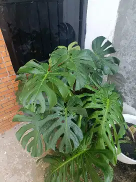 Monstera King 3 pot full bunga