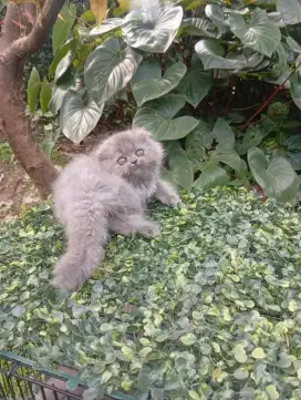 Kitten scotish fold kaki pendek