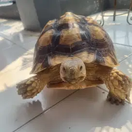 Sulcata overscut 16
