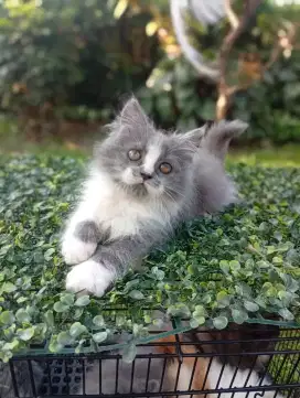 Kitten mix scotish fold