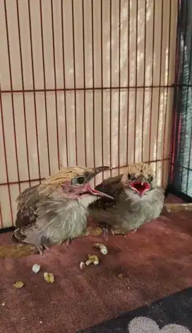 Cucak Rowo Ternakan Sepasang