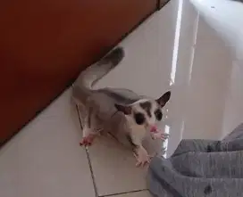Sugar glider  jantan induk