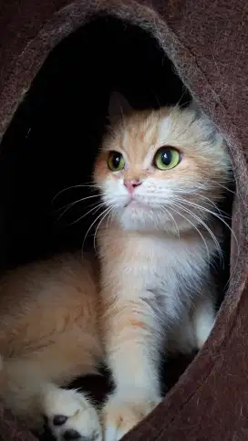 Kucing bsh golden ny12 betina