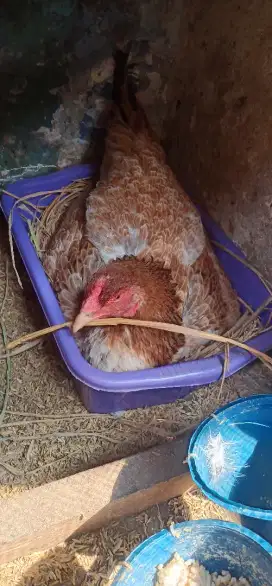 Shamo eropa x jepang betina