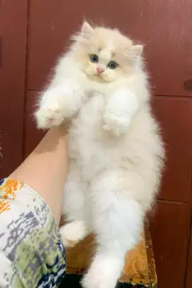 Kucing ras kitten Persia siap adopt