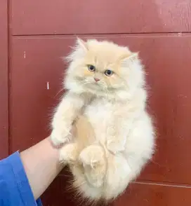Kucing ras kitten Persia siap adopt